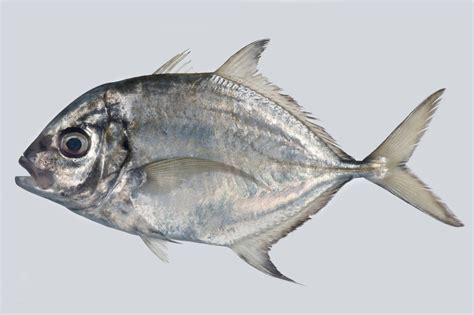 carangidae fish.